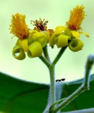 Live Plant Image