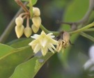 Live Plant Image