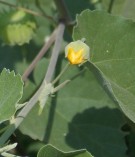 Live Plant Image