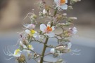Live Plant Image
