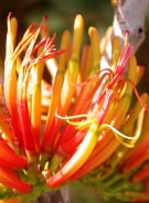 Live Plant Image