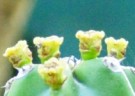 Live Plant Image
