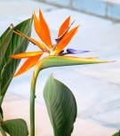 Live Plant Image