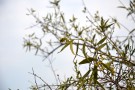 Live Plant Image