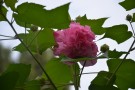 Live Plant Image