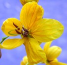 Live Plant Image