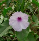 Live Plant Image