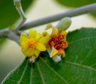 Live Plant Image
