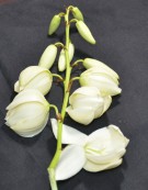 Live Plant Image