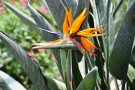 Live Plant Image