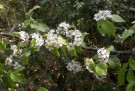 Live Plant Image