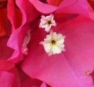 Live Plant Image
