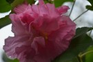 Live Plant Image