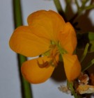 Live Plant Image