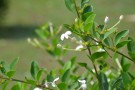Live Plant Image