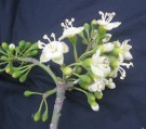 Live Plant Image