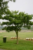 Live Plant Image