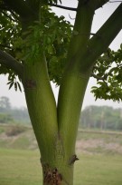 Live Plant Image