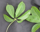 Live Plant Image