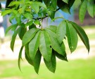 Live Plant Image