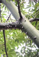 Live Plant Image