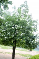 Live Plant Image