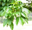 Live Plant Image