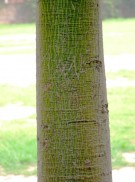 Live Plant Image
