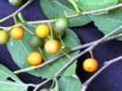 Live Plant Image