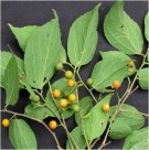 Live Plant Image