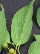 Live Plant Image
