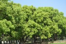 Live Plant Image