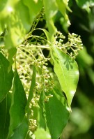 Live Plant Image