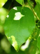 Live Plant Image