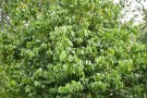 Live Plant Image