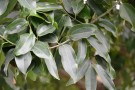 Live Plant Image