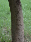 Live Plant Image