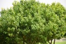 Live Plant Image
