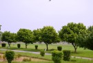 Live Plant Image