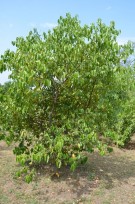 Live Plant Image