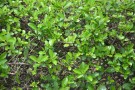 Live Plant Image