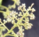 Live Plant Image