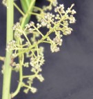 Live Plant Image