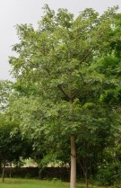 Live Plant Image