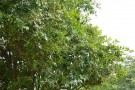 Live Plant Image