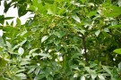 Live Plant Image