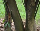 Live Plant Image