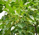 Live Plant Image