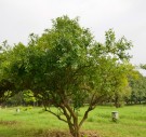 Live Plant Image