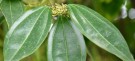 Live Plant Image